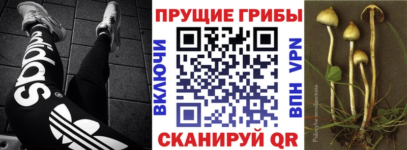 Псилоцибиновые грибы прущие грибы купить закладку блэк спрут сайт Сыктывкар